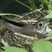 Gray-cheeked Thrush